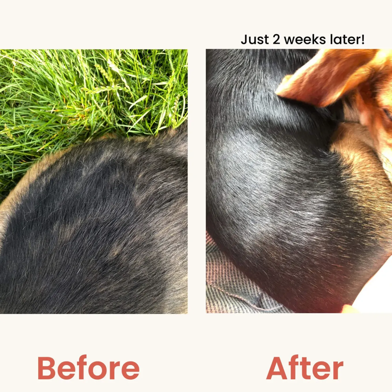 Brilliant Salmon Oil Daily Nutritional Supplement for Dogs & Cats