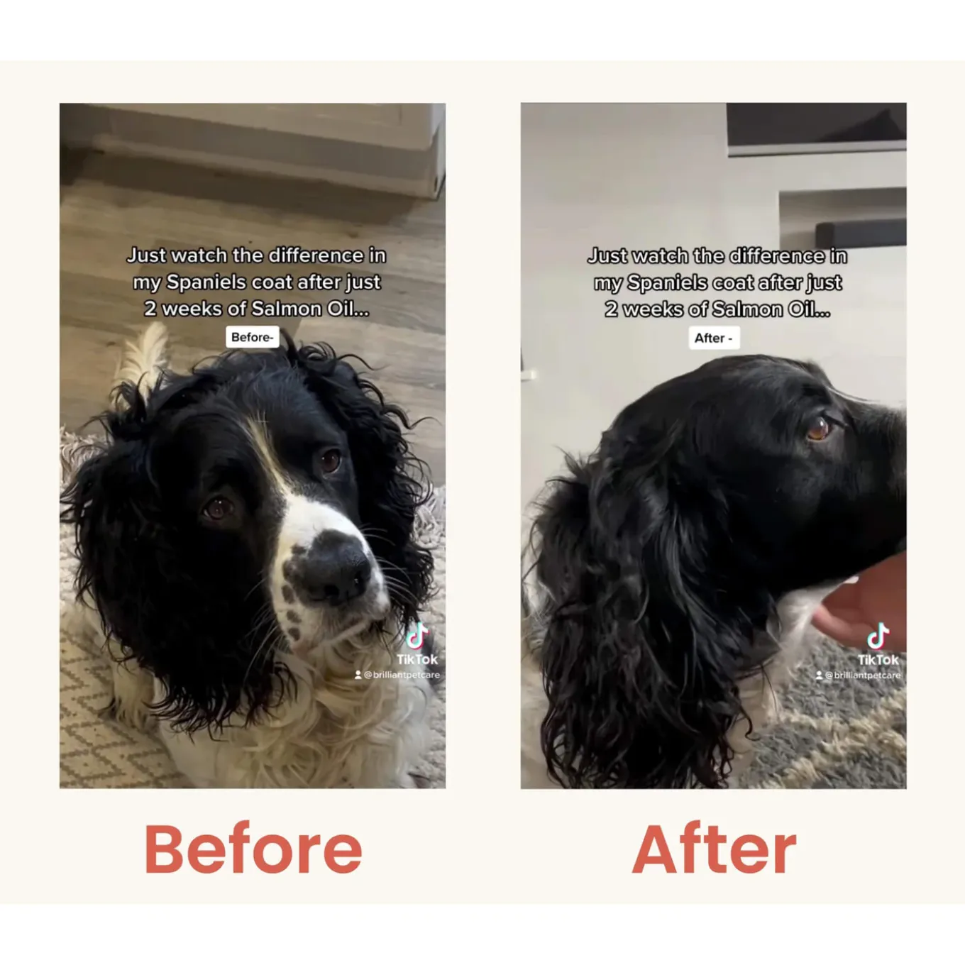Brilliant Salmon Oil Daily Nutritional Supplement for Dogs & Cats