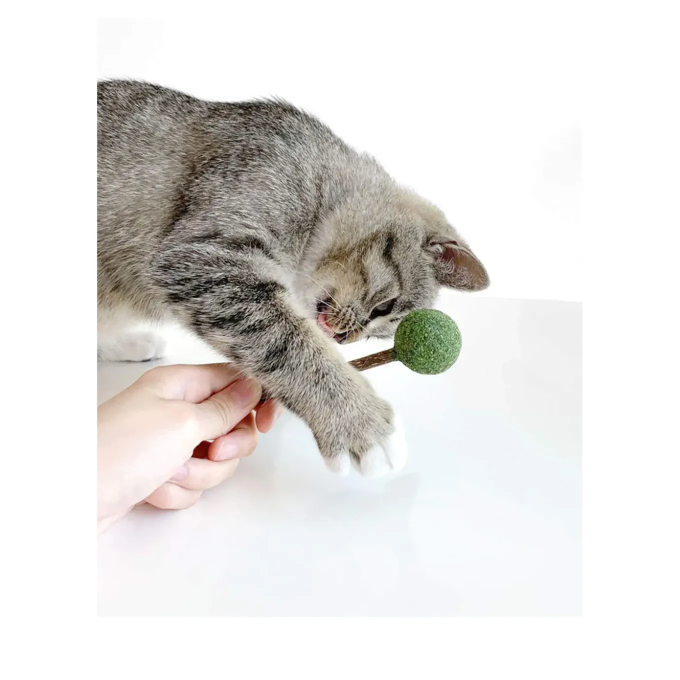 CATWANT Lollipops for Cats