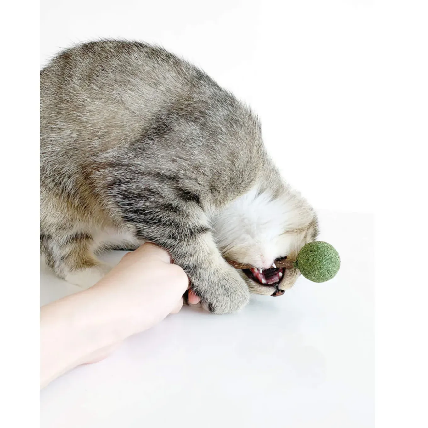 CATWANT Lollipops for Cats