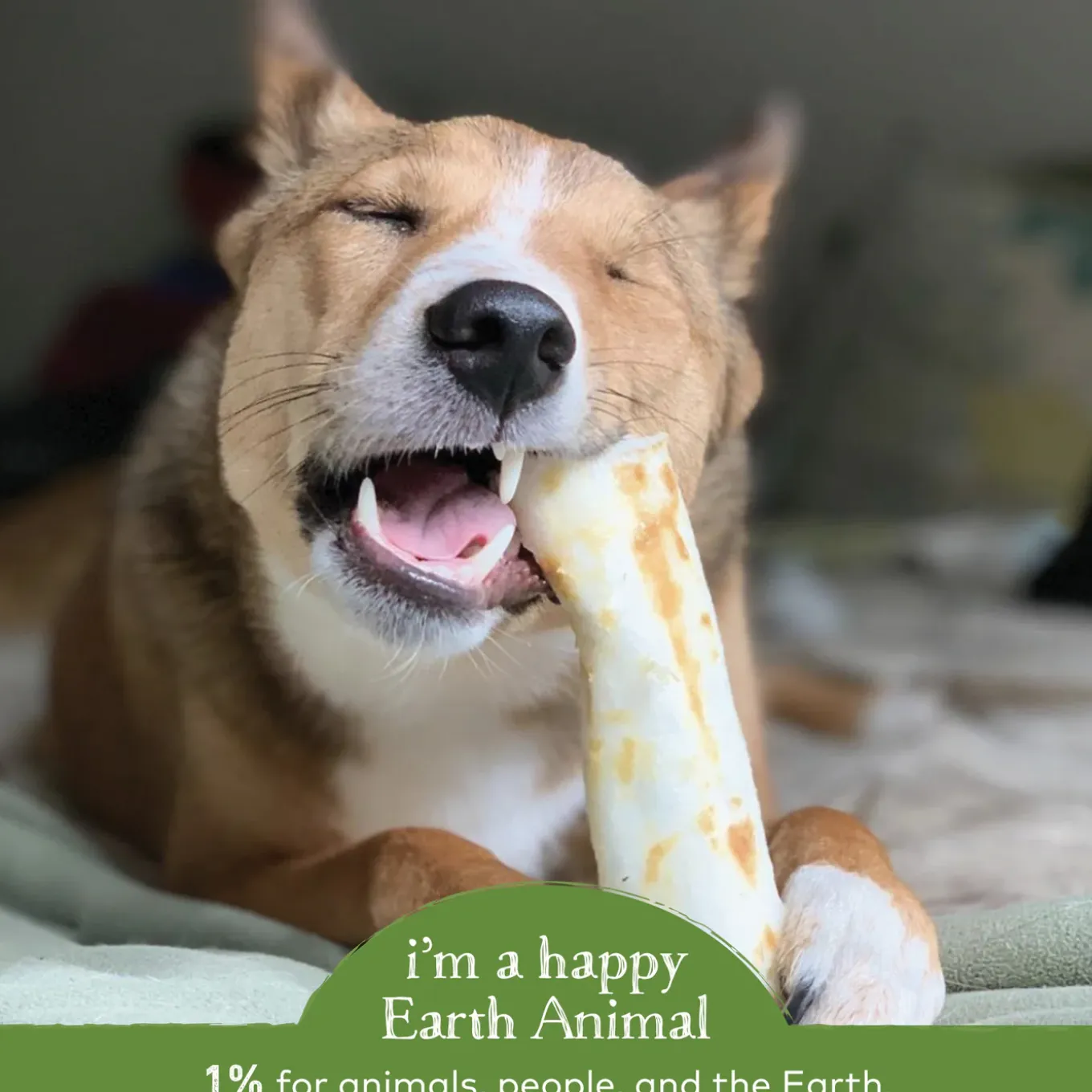 Earth Animal No-Hide Chews for Dogs