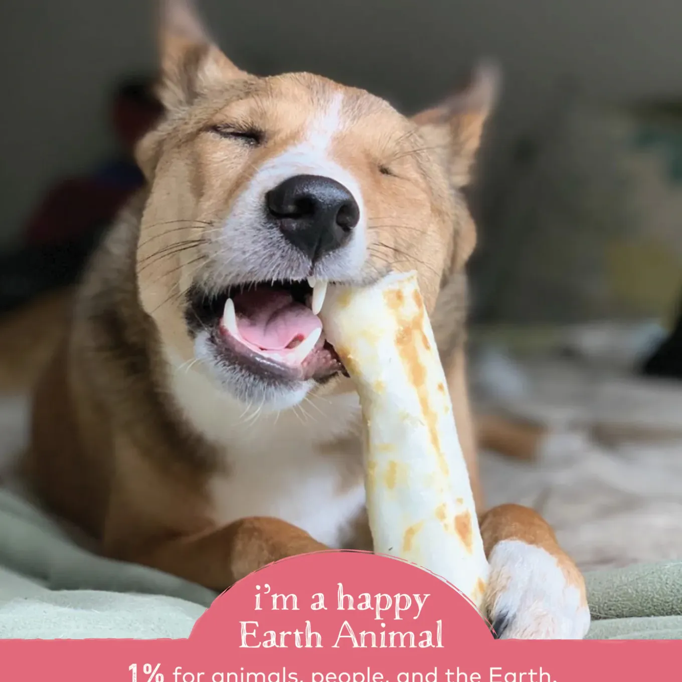 Earth Animal No-Hide Chews for Dogs