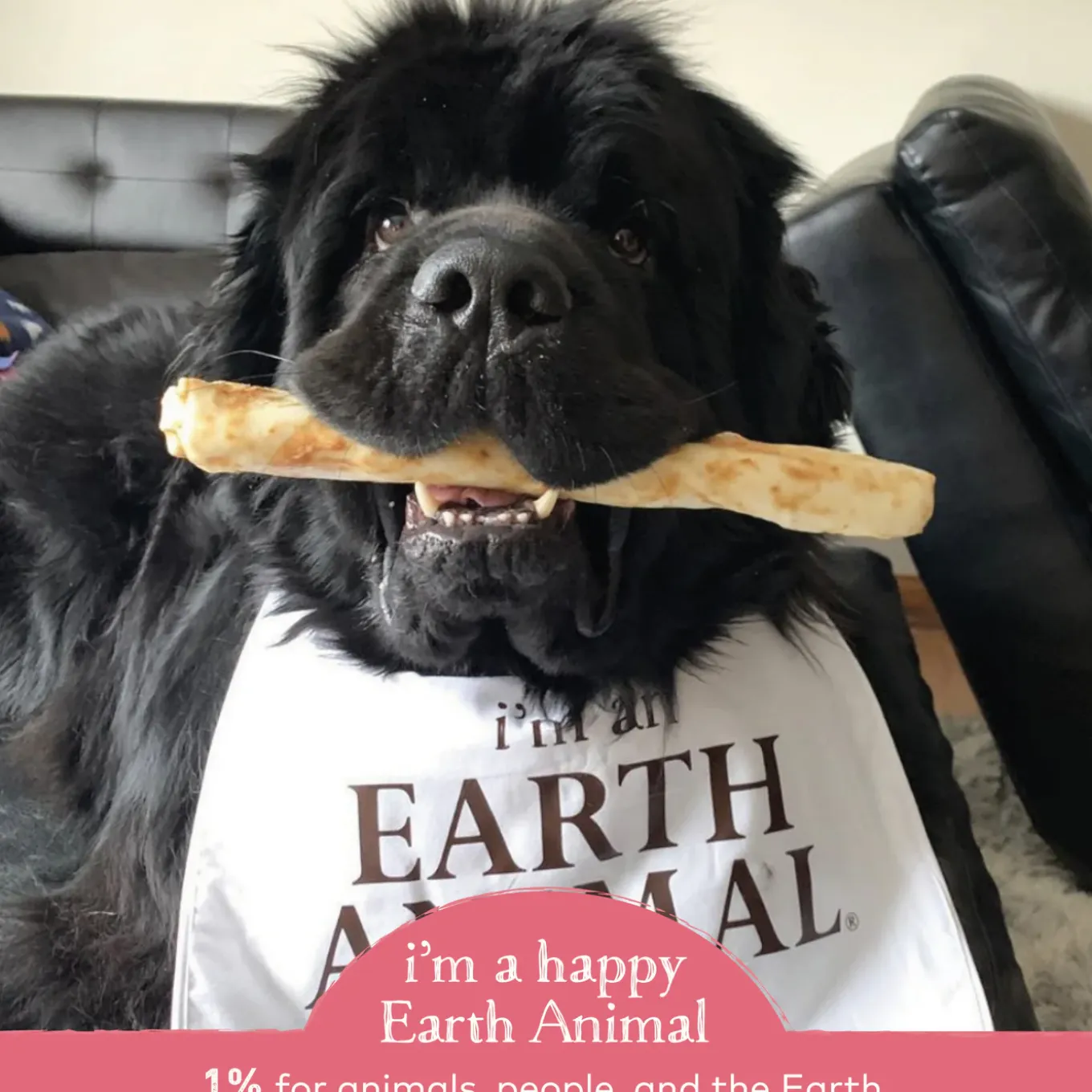 Earth Animal No-Hide Chews for Dogs