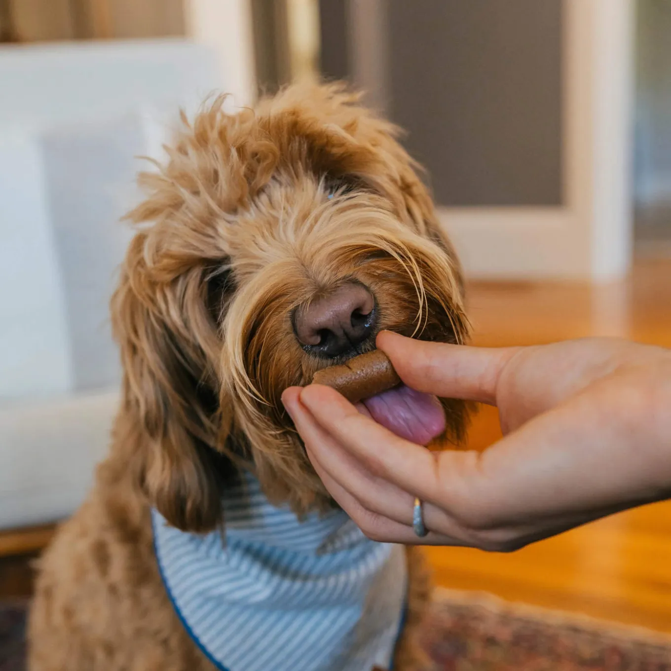 Earthly Pill Buddy Naturals Pill Hiding Dog Treats