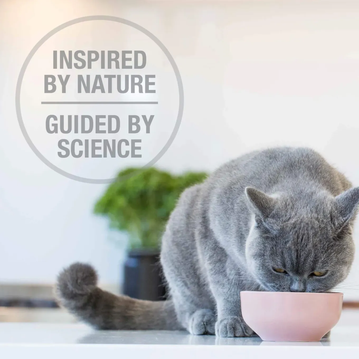 Feline Natural Freeze Dried Booster