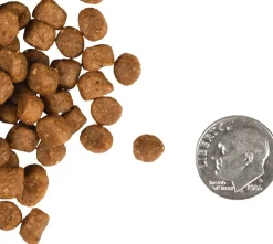 Fromm Kitten Gold Dry Cat Food