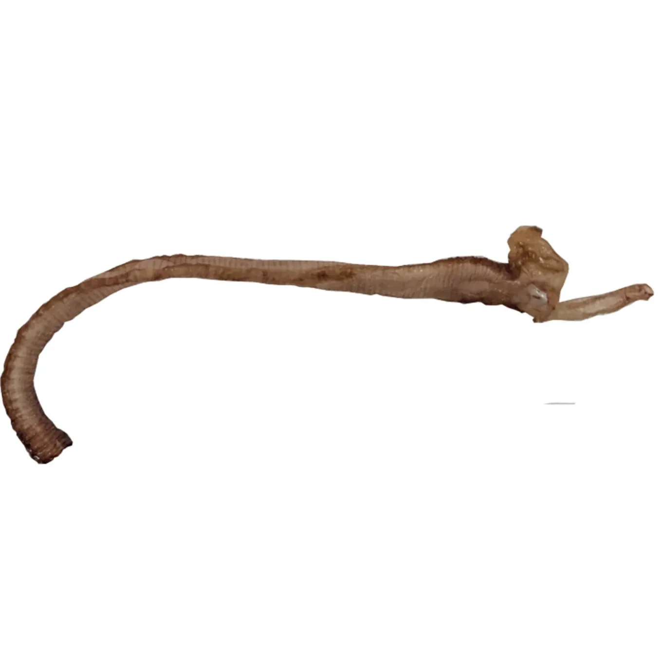 Furever Fierce Duck Trachea Chews for Dogs & Cats
