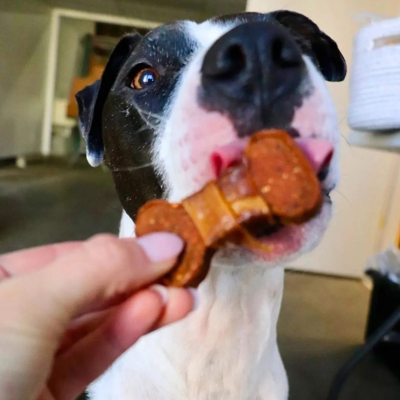 Gaines Family Farmstead Sweet Potato Bones Dog Treats