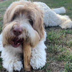 Healthy Pet World Woodies Coffee Wood Chews for Dogs