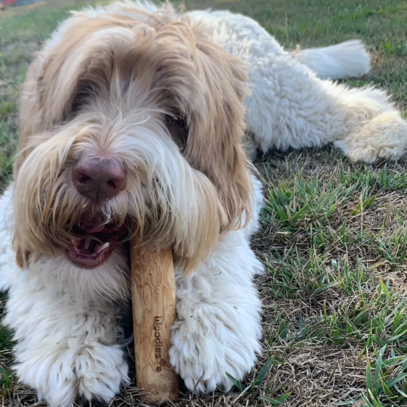 Healthy Pet World Woodies Coffee Wood Chews for Dogs