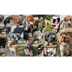 Healthy Pet World Woodies Coffee Wood Chews for Dogs