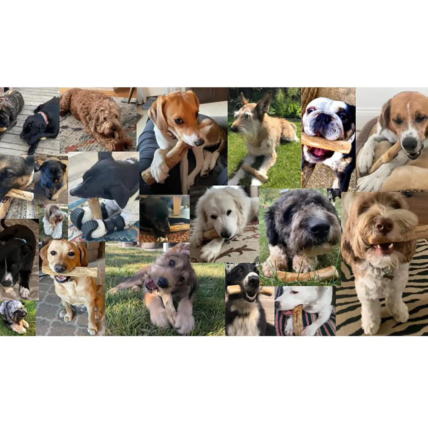 Healthy Pet World Woodies Coffee Wood Chews for Dogs