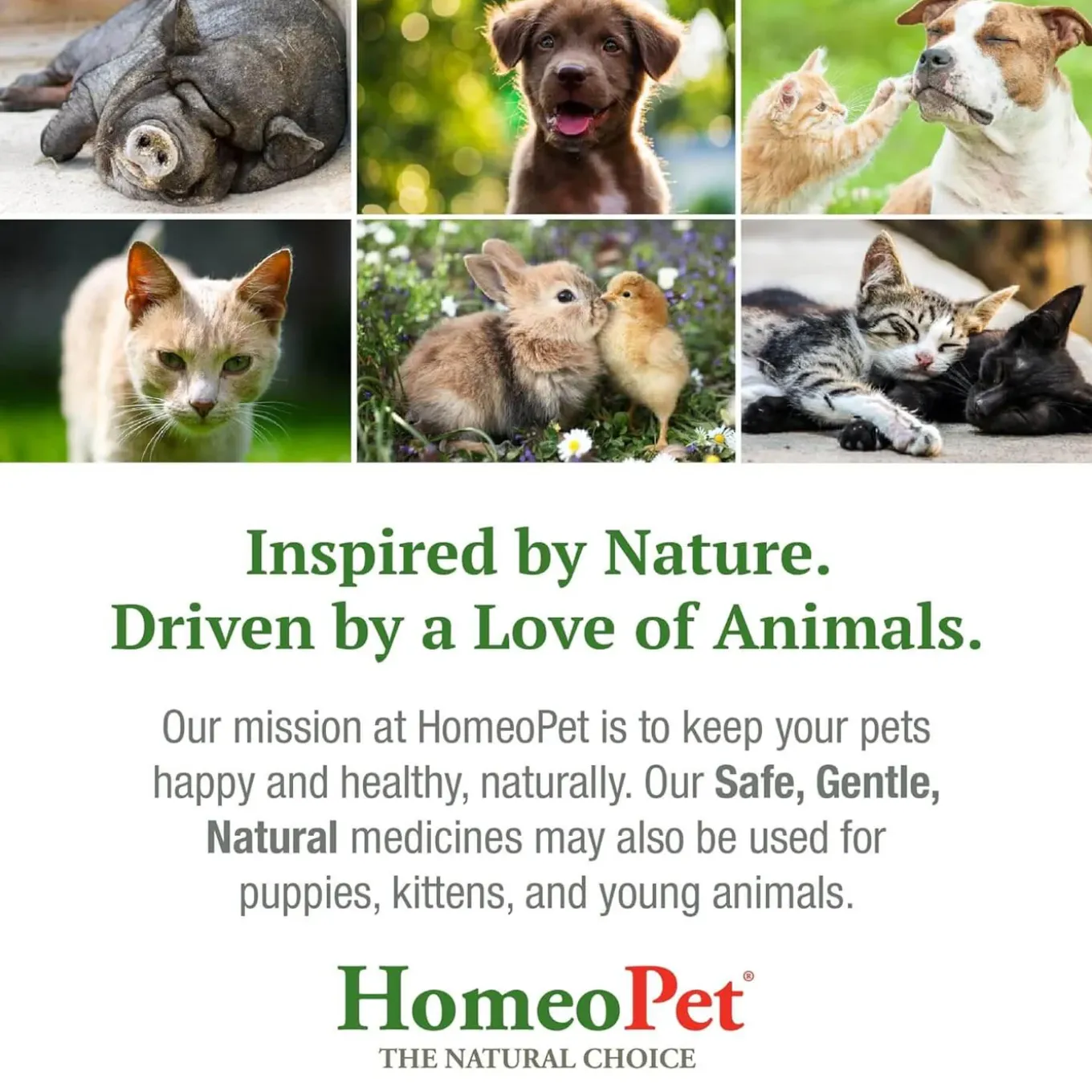 HomeoPet Cough