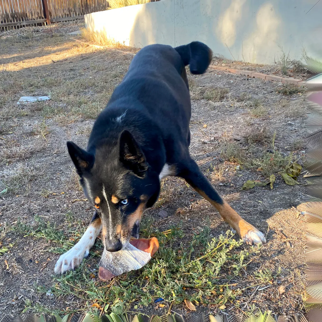 Icelandic+ Pork Pig Ear Dog Chew Wrapped with Fish Skin