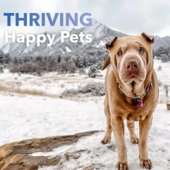 In Clover Kidney Powder Supplement for Dogs & Cats