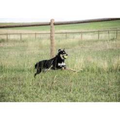 In Clover Connectin Hip and Joint for Dogs