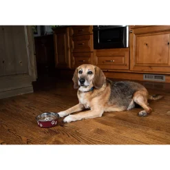 In Clover OptaGest Digestive Aid Dog & Cat Supplement