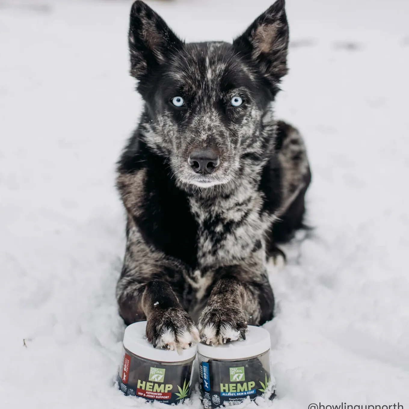 Only Natural Pet Hemp Allergy Skin & Coat Soft Chews for Dogs