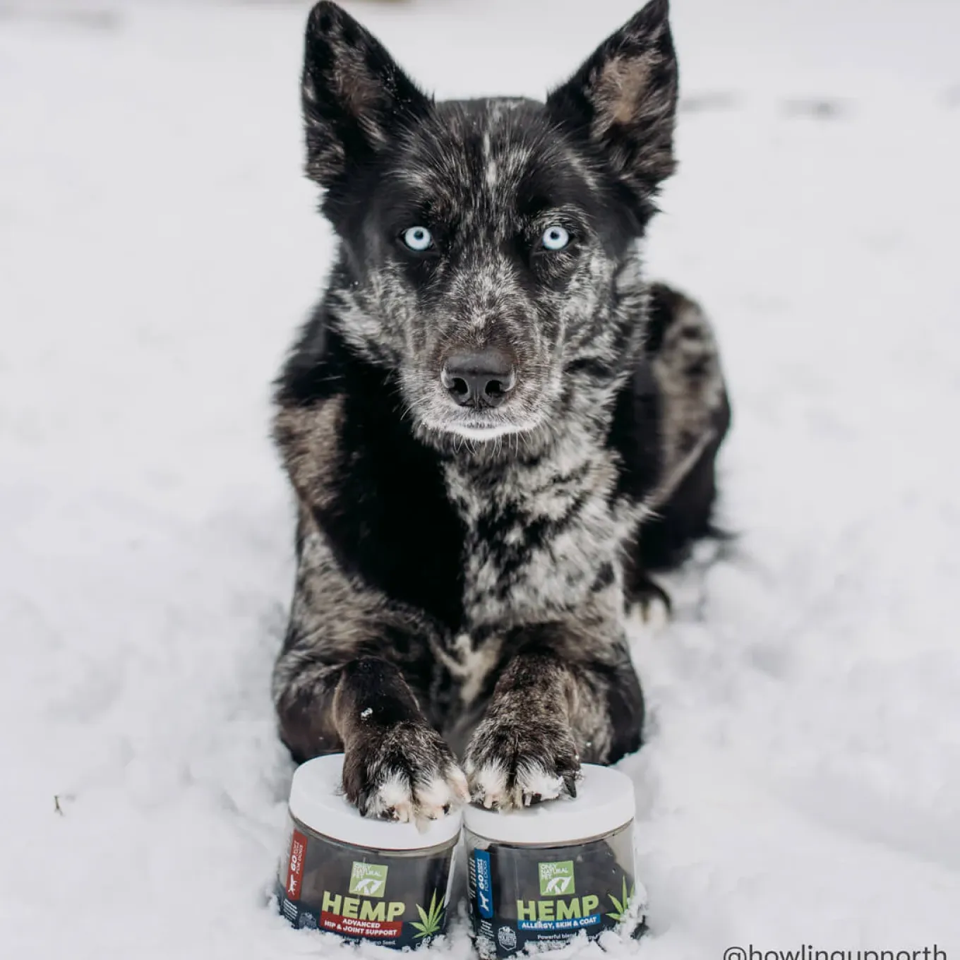 Only Natural Pet Hemp Allergy Skin & Coat Soft Chews for Dogs