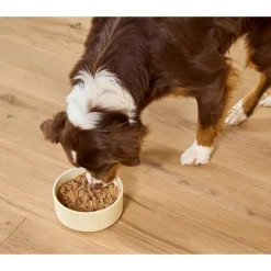 Open Farm Goodbowl Wholesome Grain Pate for Dogs
