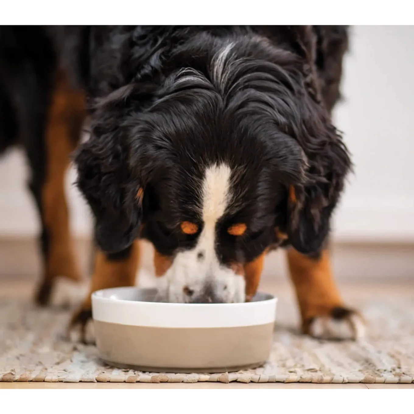 Open Farm Hearty Stew Wet Food for Dogs
