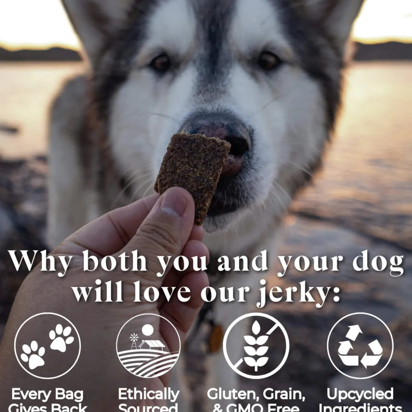 O.T.I.S. Wild Things Jerky Treats for Dogs
