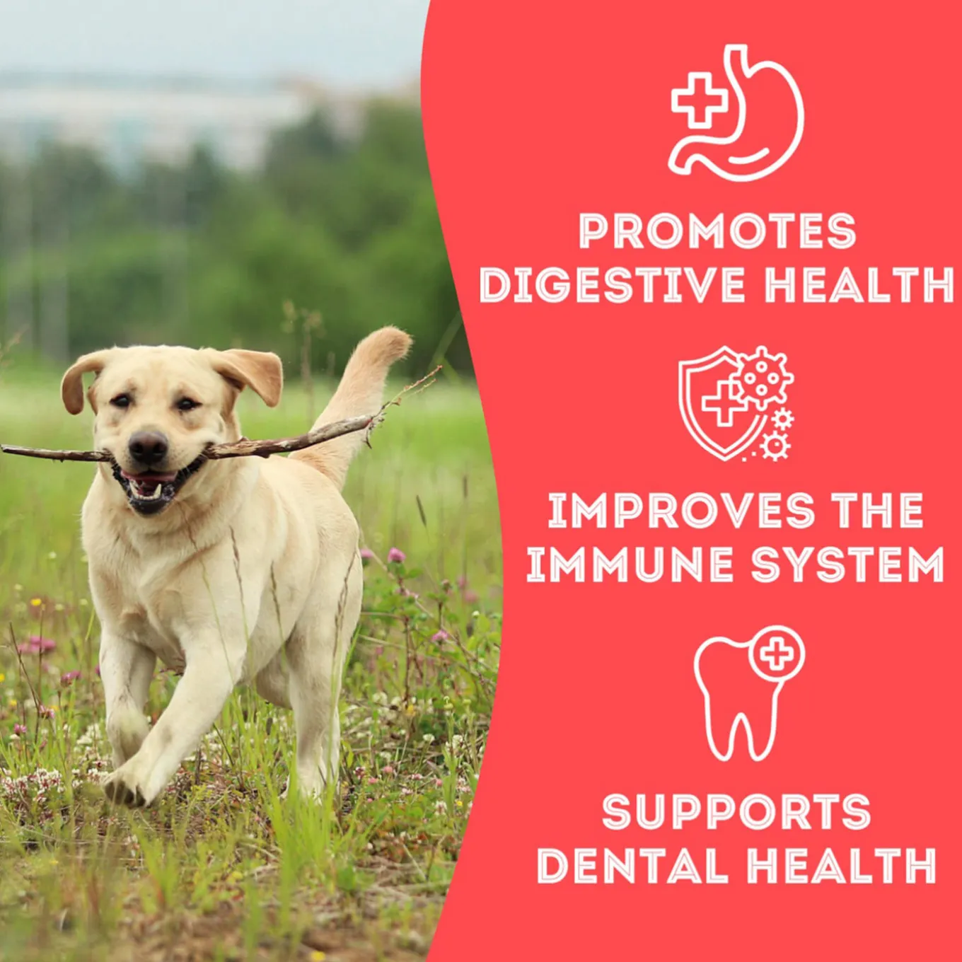 Pet Treatery Grain-Free Biscuits Natural Dog Treats