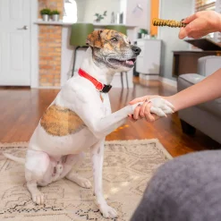 Stella & Chewy's Dental Delights for Dogs