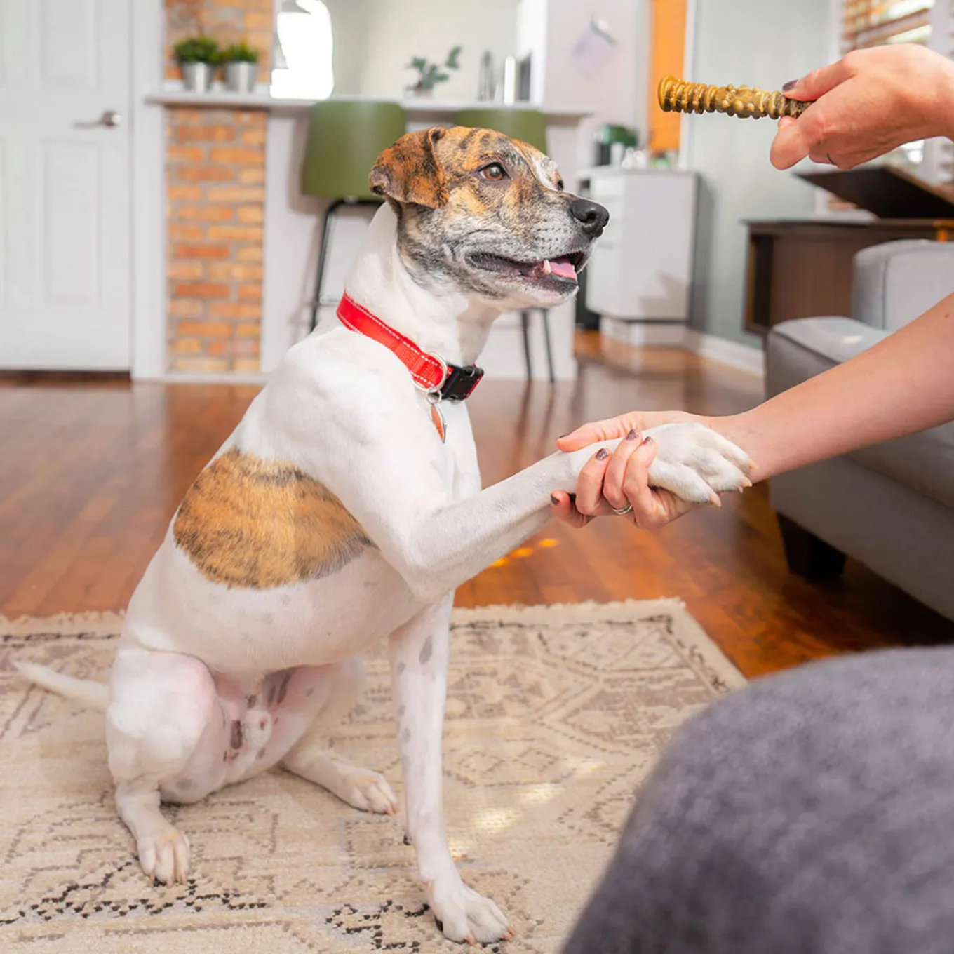 Stella & Chewy's Dental Delights for Dogs