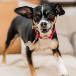 Stella & Chewy's Dental Delights for Dogs