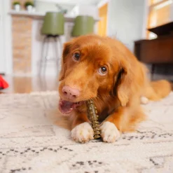 Stella & Chewy's Dental Delights for Dogs