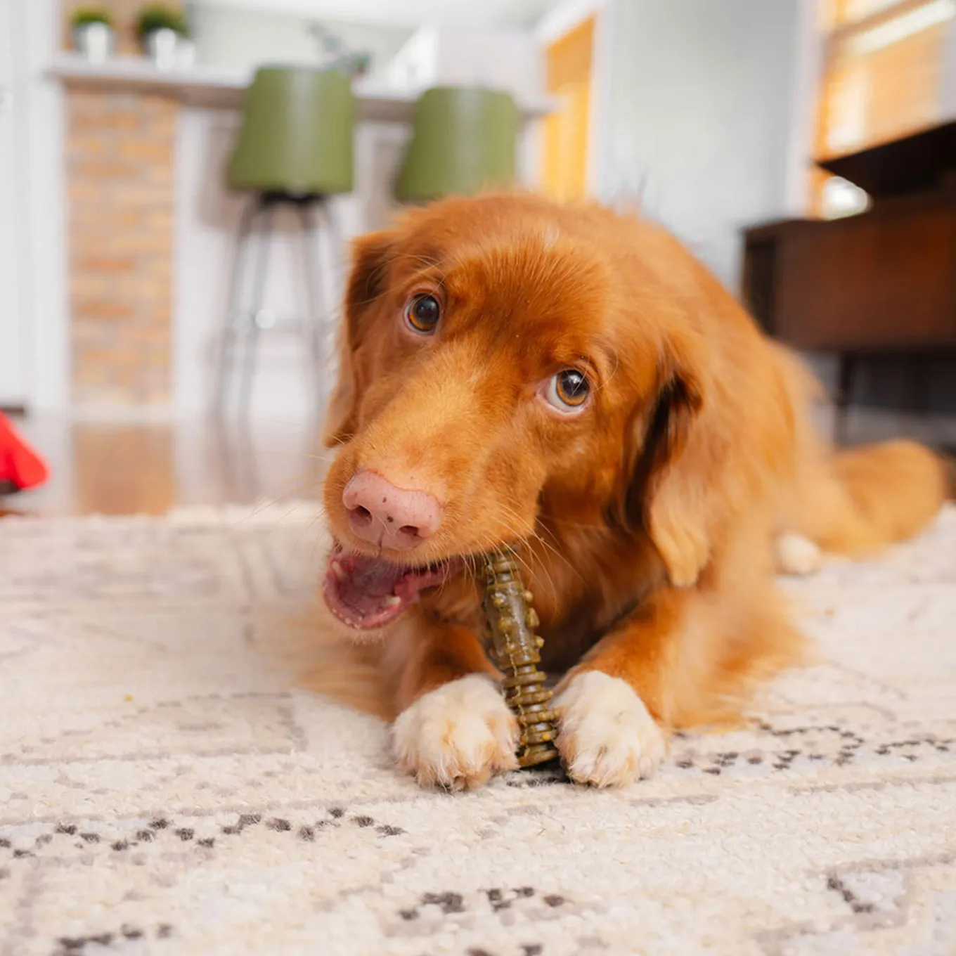 Stella & Chewy's Dental Delights for Dogs