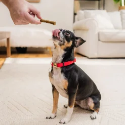 Stella & Chewy's Dental Delights for Dogs