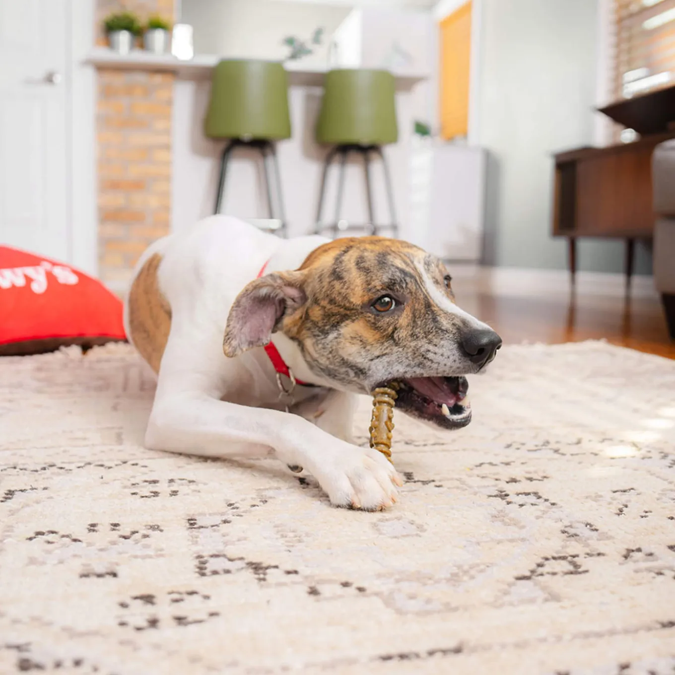 Stella & Chewy's Dental Delights for Dogs