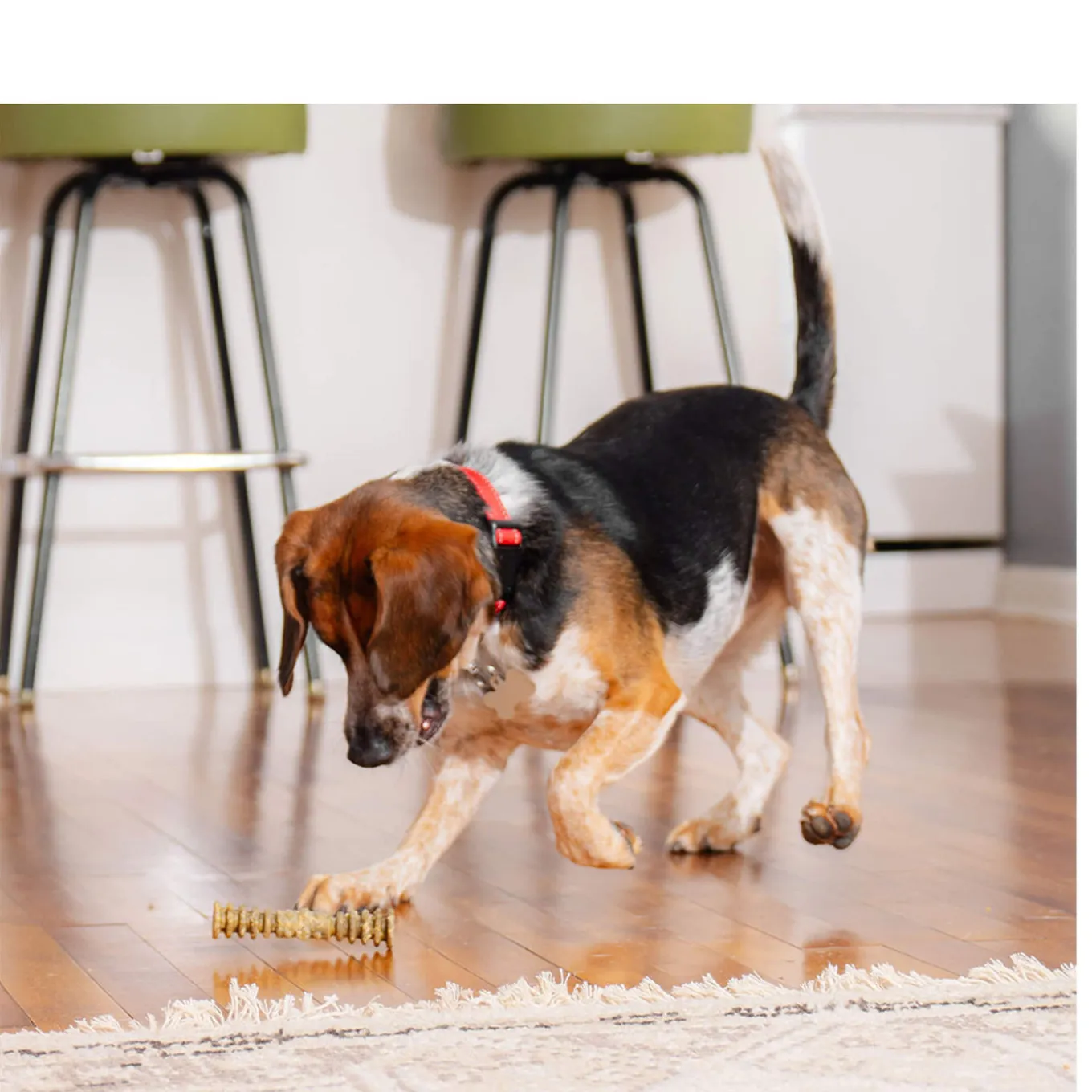 Stella & Chewy's Dental Delights for Dogs