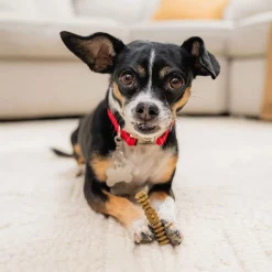 Stella & Chewy's Dental Delights for Dogs