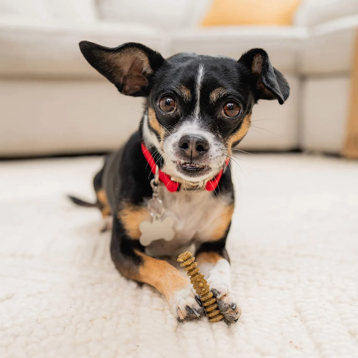 Stella & Chewy's Dental Delights for Dogs