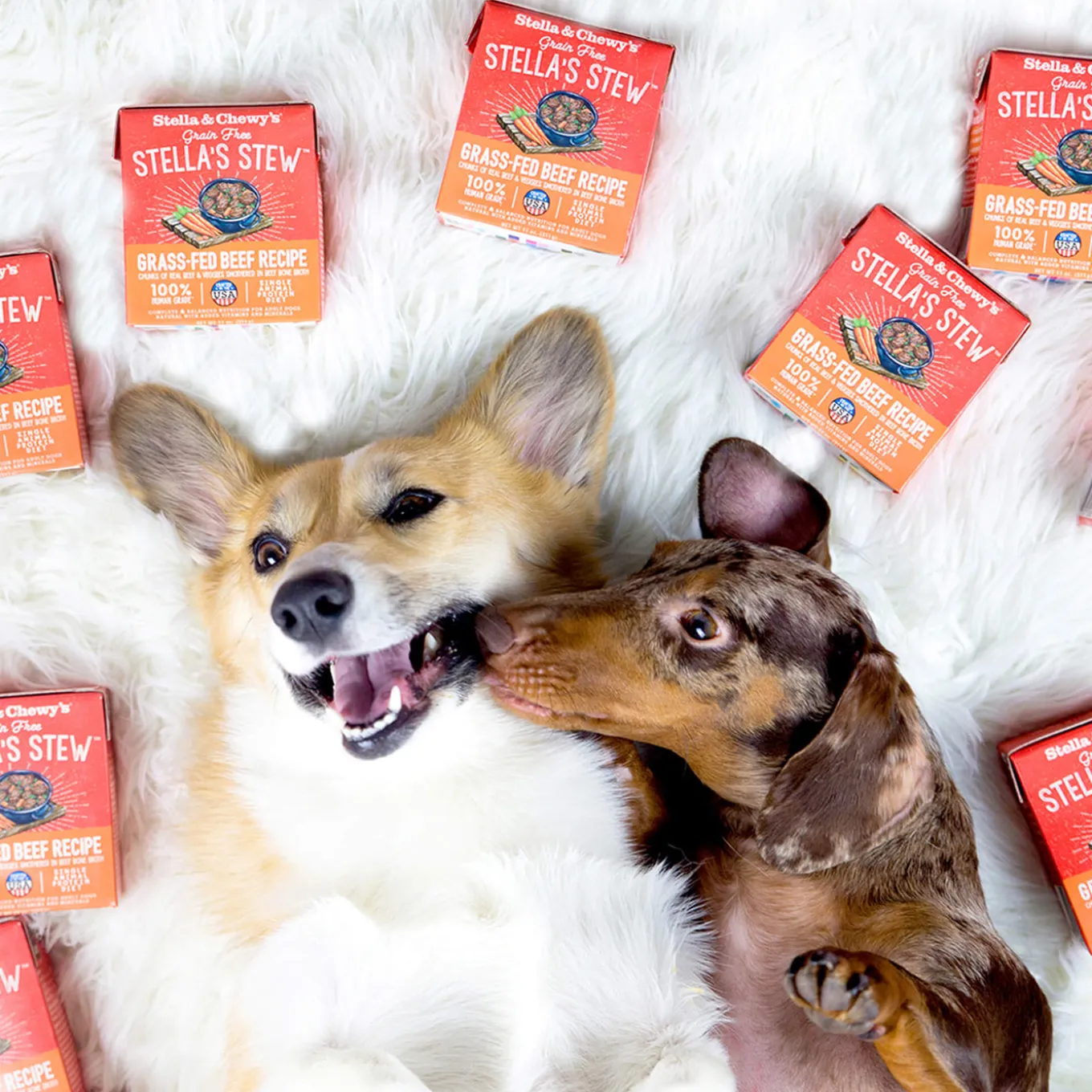 Stella & Chewy's Stew Wet Food for Dogs Case of 12