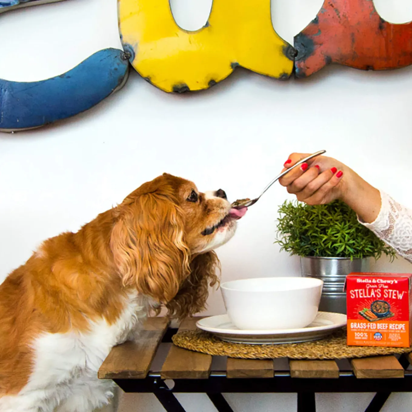 Stella & Chewy's Stew Wet Food for Dogs Case of 12
