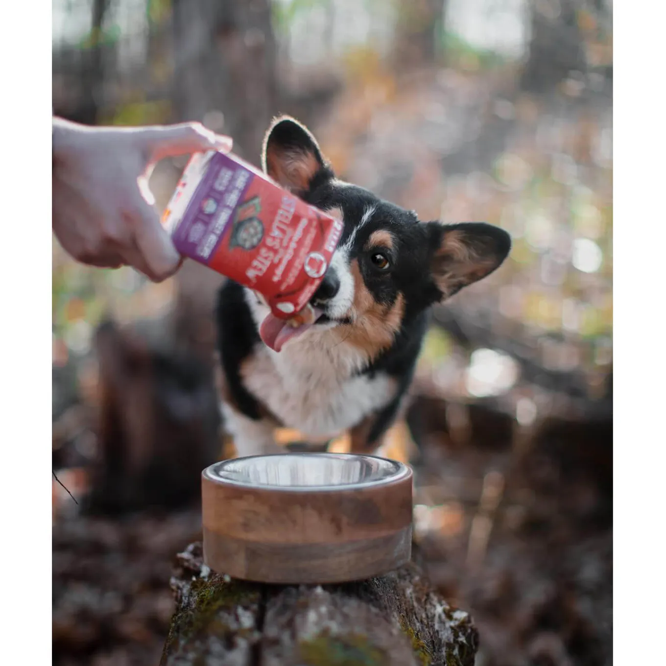 Stella & Chewy's Stew Wet Food for Dogs Case of 12