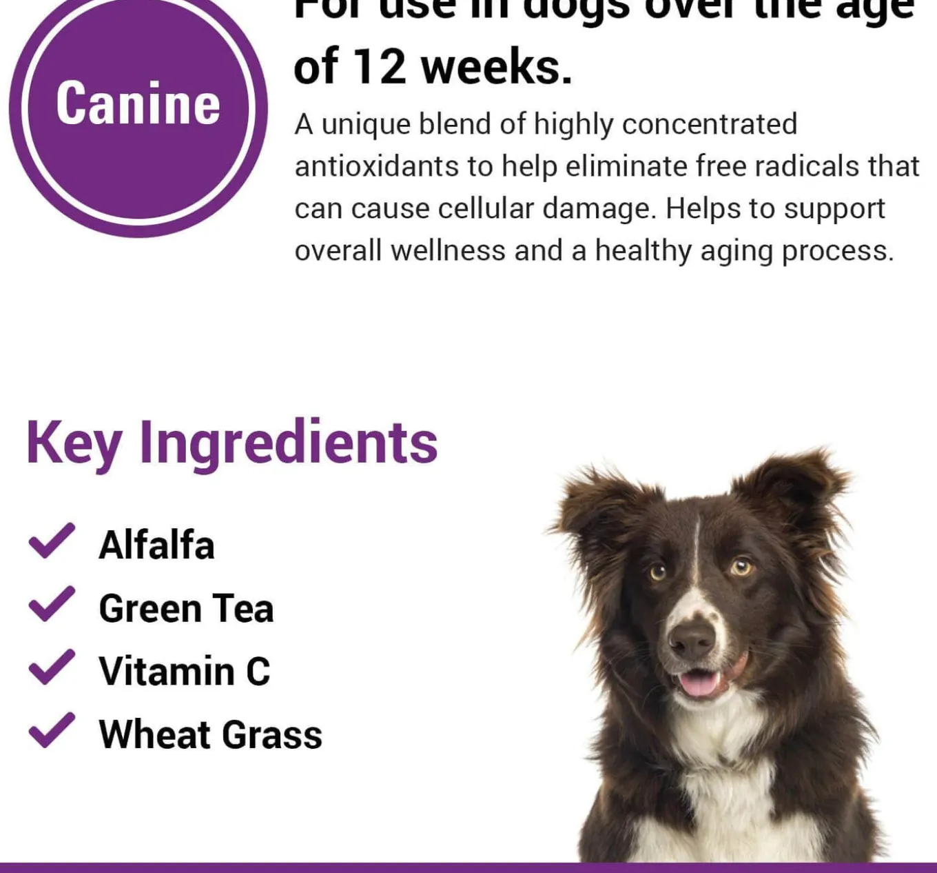 VetClassics Antioxidant Formula Dog Supplement