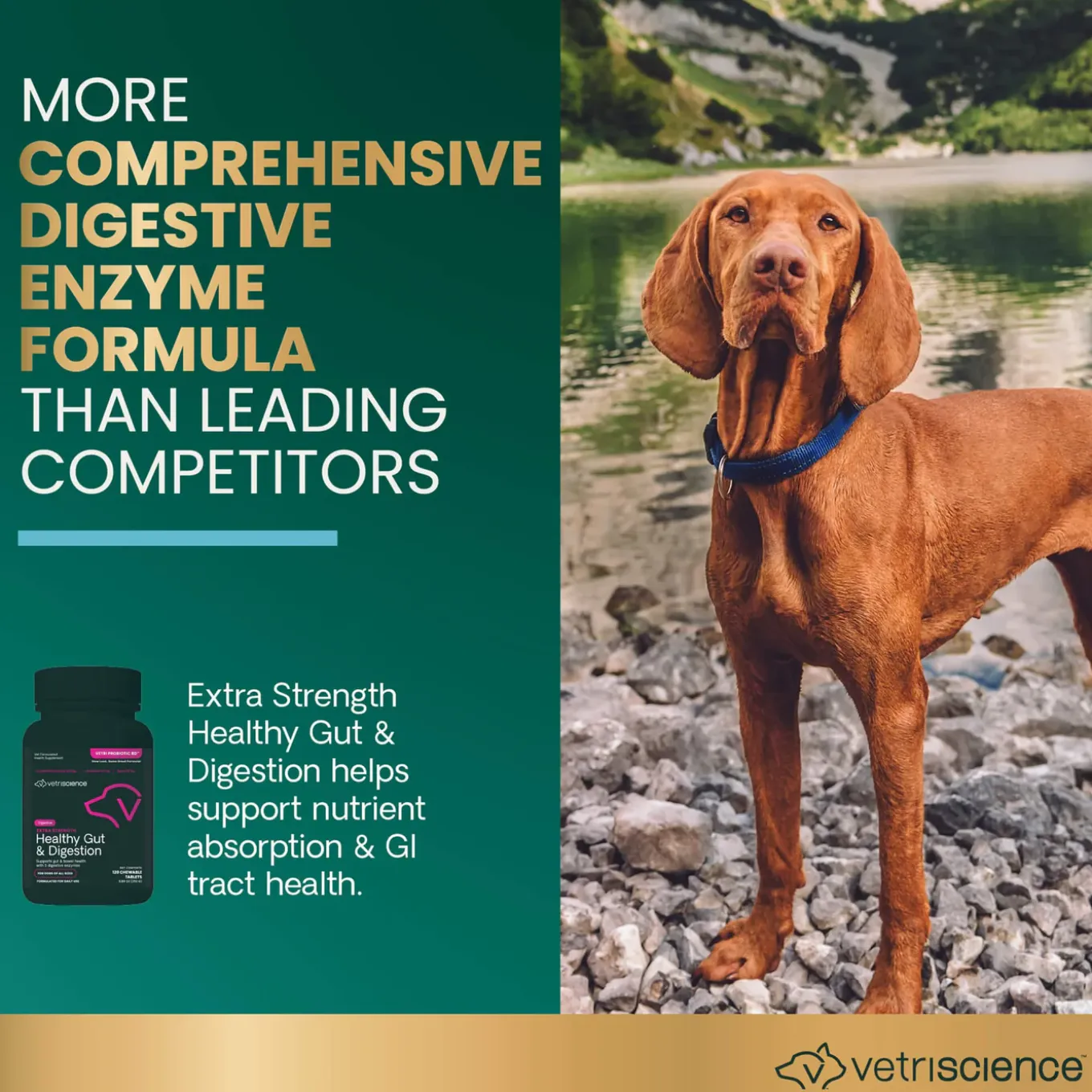 VetriScience Extra Strength Healthy Gut & Digestion Supplement for Dogs